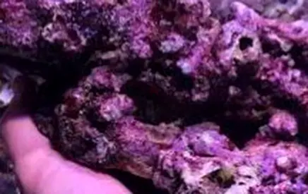 Saltwater Live rock for reef tank