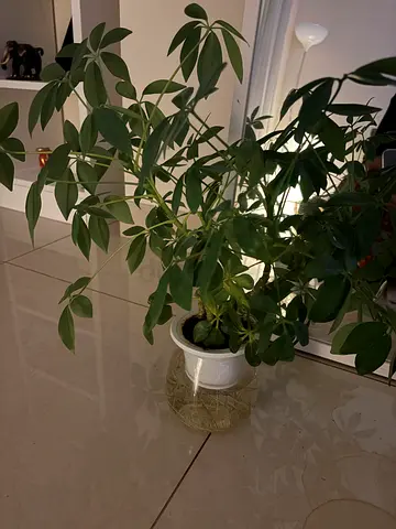 Healthy Potted Schefflera Indoor Plant