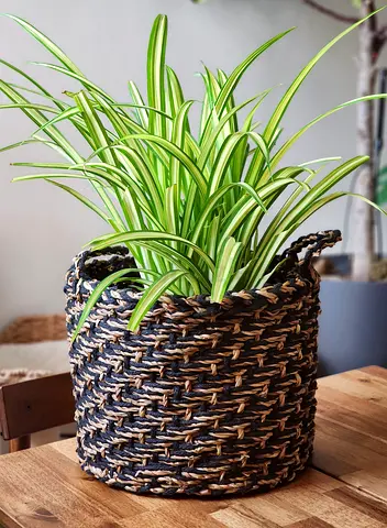 Large spider plant with seagrass basket