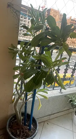 Indoor / outdoor potted succulent/tree (easy-care) -for sale
