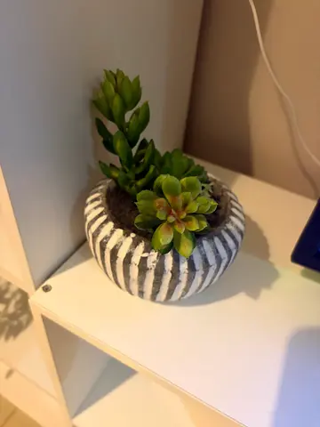 2 Decorative Potted Artificial Succulent Plants