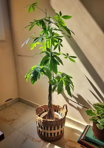 Indoor plant money tree (Pachira aquatica) with seagrass basket