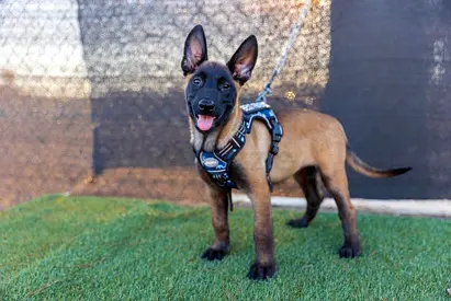 Belgian malinois puppies