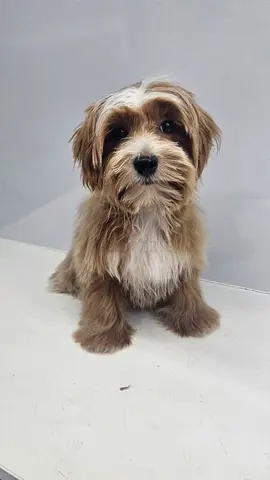 Small friendly mixed-breed puppy, looking for a home