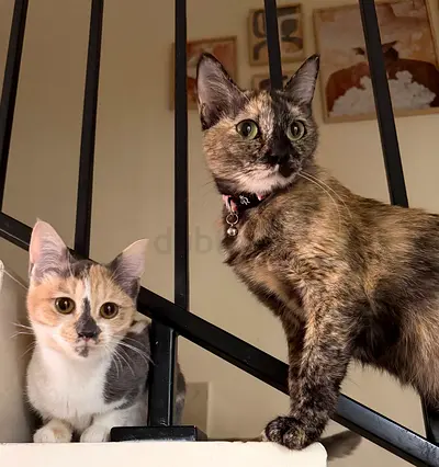 Kittens for free adoption