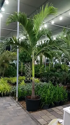 Potted weichia Manilla Palm - Healthy Indoor/Outdoor Plant, 2m To2.5 meter