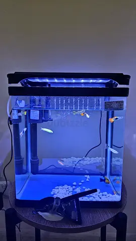 Small LED Glass Aquarium with Filter and Gravel - Ready to Use