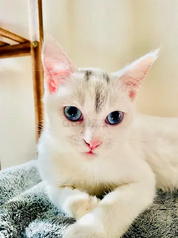 Khao Mane bread Young white kitten with diamond blue eyes — friendly and playful