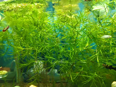 Guppy Grass Plant