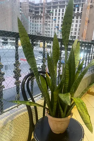 Large Healthy Snake Plant (Sansevieria) in Pot - Ready to Rehome