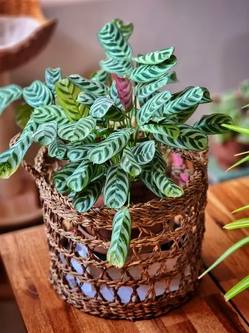 Indoor plant Calathea Makoyana (Peacock Plant) in terracotta pot with seagrass basket