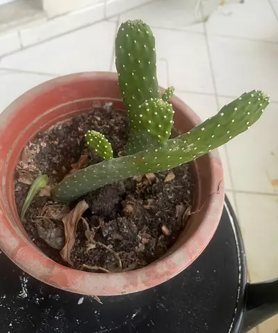 Small potted cactus (Opuntia-like) - healthy two plants for sale