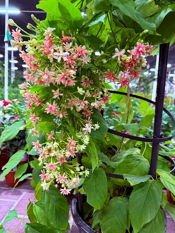 Rangoon Creeper ~ Outdoor Plant ~ Free Home Delivery