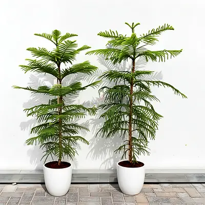 Pair of Tall Indoor Norfolk Island Pine Trees in White Pots