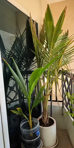 Two potted palm plants for balcony — healthy young coconut/palm saplings