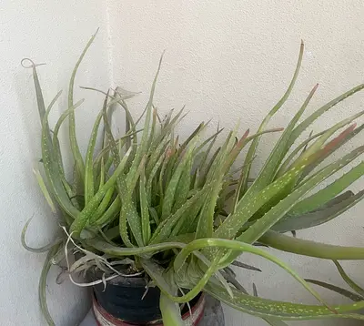 Healthy Aloe Vera Plant with multiple growths, Mature, Potted for sale