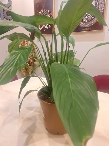 Indoor plant for sale