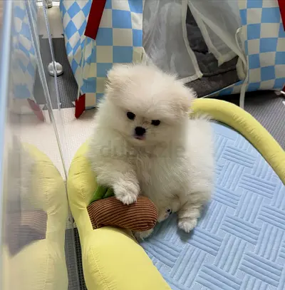Pure white Pomeranian puppy — friendly, playful, vaccinated
