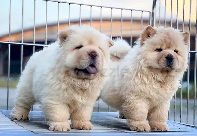 chow chow puppies