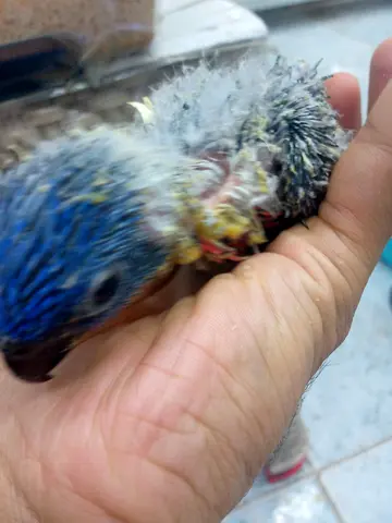 Lori Chicks (Lorikeet)