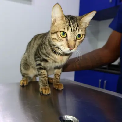 Kitten available for adoption - friendly and healthy