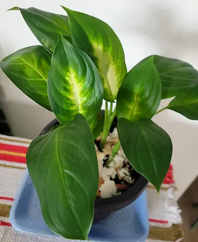 Dieffenbachia Plant