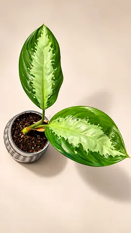 🌿 ONLY 15 DH ‼️ Aglaonema / Chinese Evergreen
