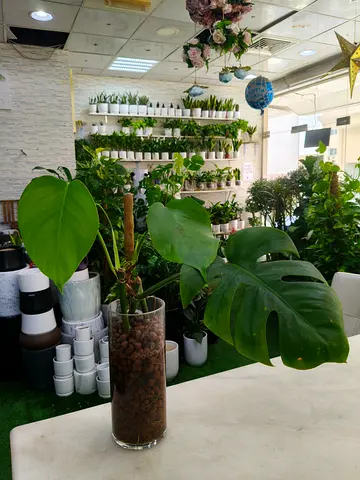 Monstera Plant in Water Vase with Brown Hydro Stones 🌿
