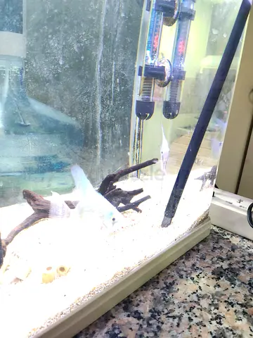 Aquarium for sale