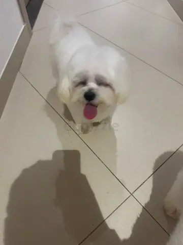 Friendly small white Maltese-looking dog available for adoption