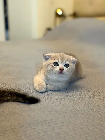 Young Scottish Fold kitten looking for a new home