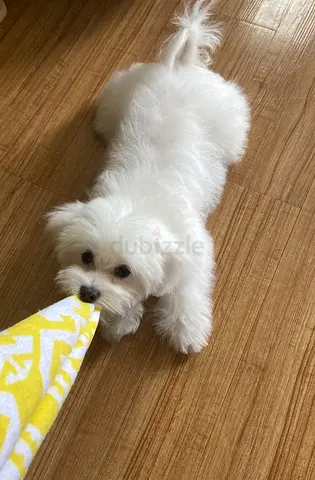 Maltese dog