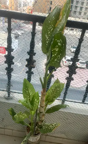 Dieffenbachia (Spotted Dumb Cane) indoor potted plant - healthy, easy care