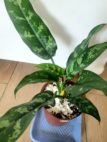 Aglaonema Maria - Indoor Plant