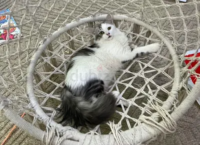 Friendly long-haired cat available for adoption