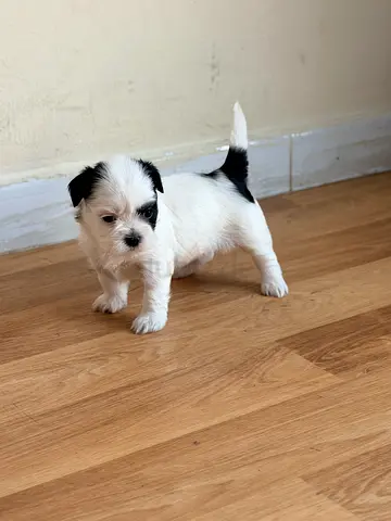 Shih Tzu Puppies for Adoption – 3 Male & 3 Female | Dubai❤️❤️🐶🐶🐶