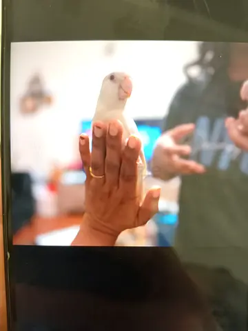 African Love birds chicks