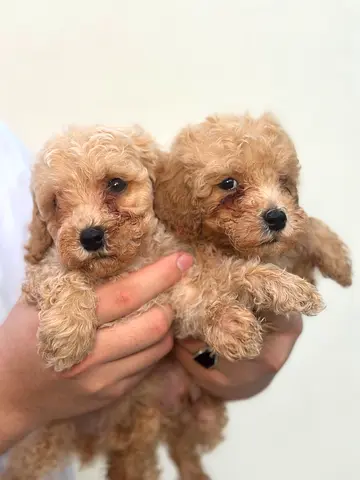 Toy Poodle Puppies