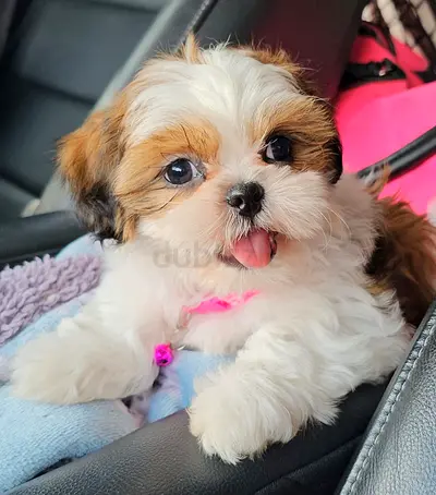 Beautiful pure female Shihtzu puppy cute puppies playful dog