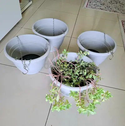 Set of 4 White Hanging Plant Pots (one with succulent) - Good condition