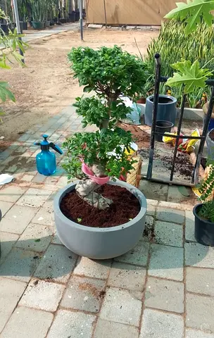 Small Potted Bonsai Tree with Ceramic Planter