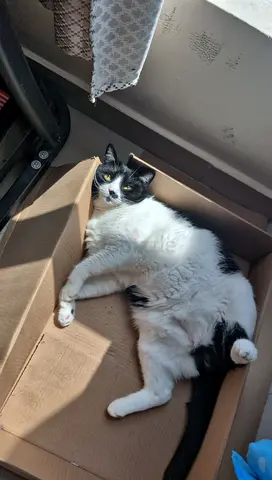 Shorthair tuxedo male adult cat