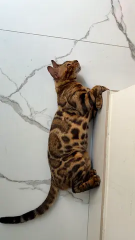 Bengal cat Mirdif (Tiger)