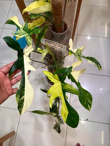Florida Beauty. Aed275/-. Pickup near financial center metro. Delivery can be arranged  #Philodendro