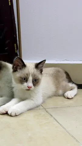 Friendly silver/grey/white female cats available for adoption in new Shahama.