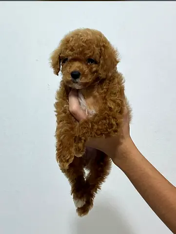 Tiny Red Toy Poodle Puppy is ready for a new home