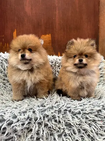 ADORABLE HOME RAISED MINI POMERANIAN PUPPIES