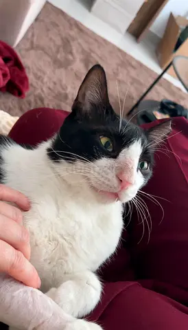 🤍🖤 FREE ADOPTION – Meet Goofy Mike, the Gentle Giant Looking for His Forever Home 🏡🐾