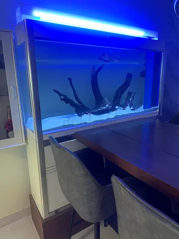 1.5 meter upgraded Kakei aquarium with RTG arowana & bar cabinets