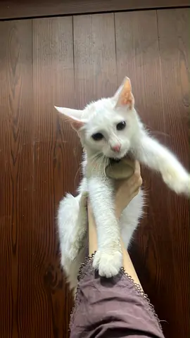 Someone’s lost cat